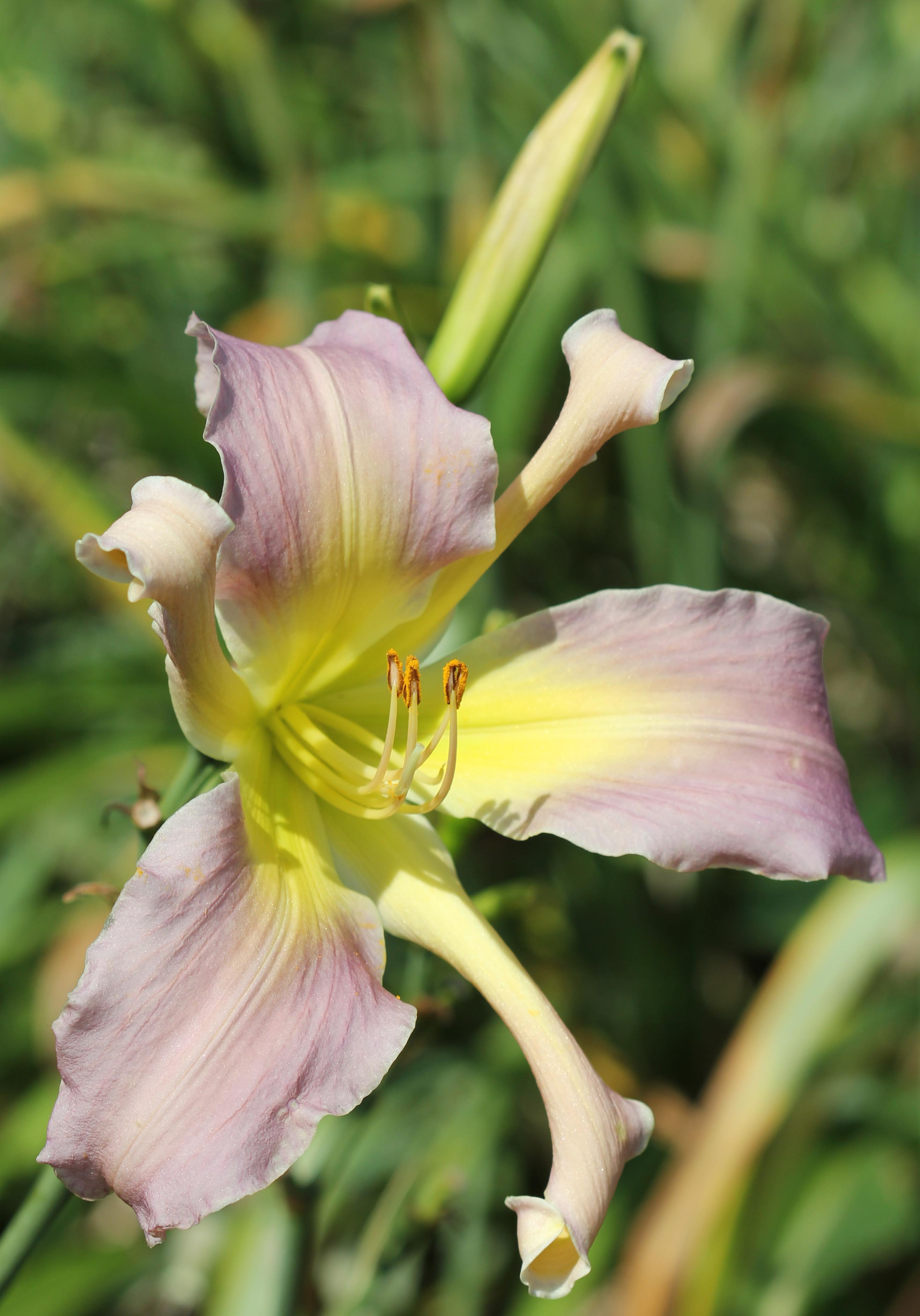 Spirit of Sapelo